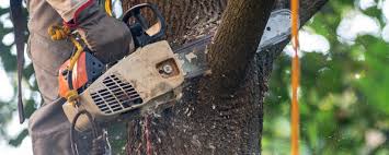 Best Tree Cabling and Bracing  in Florence, AL