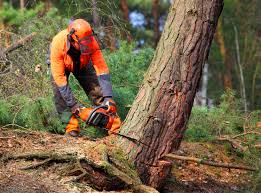 Best Arborist Consultation Services  in Florence, AL