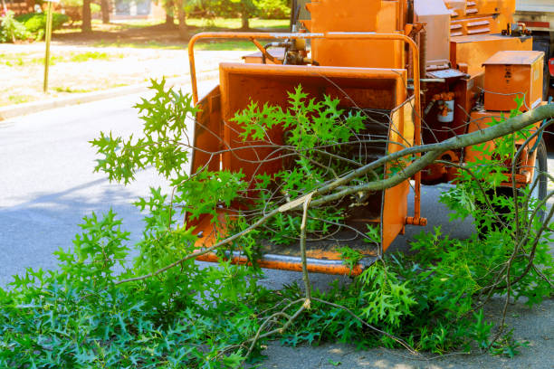 Best Tree and Shrub Care  in Florence, AL