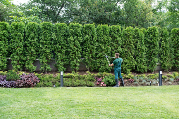 Best Lawn Disease Treatment  in Florence, AL