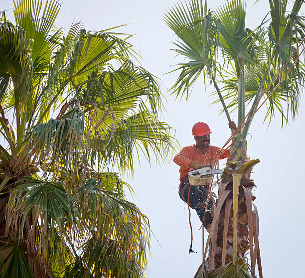 How Our Tree Care Process Works  in  Florence, AL