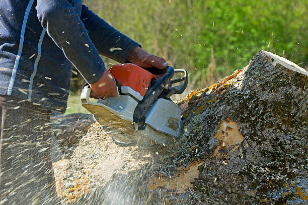 Reliable Florence, AL Tree Services Solutions